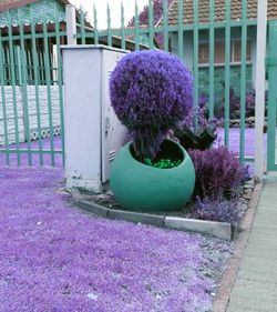 Purple flowers in backyard