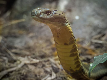 Close-up of lizard on field