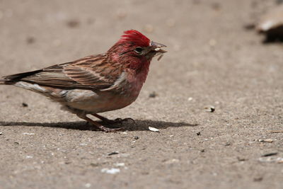 Red finch at