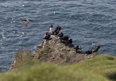 Seagulls on sea shore