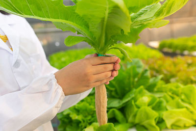 Hydroponics farm, scientist or worker testing and collect data from lettuce organic hydroponic.