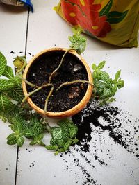 High angle view of potted plant on table