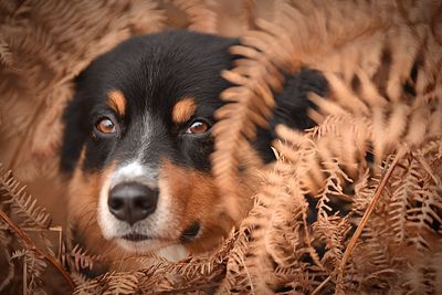 Close-up portrait of dog