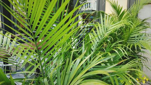 Close-up of fresh green plant