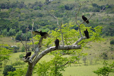 Bird perching on a tree