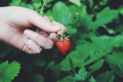 Cropped hand on woman harvesting strawberry at farm