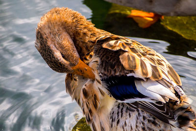 Close-up of duck by lake