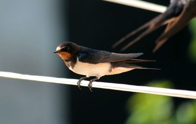 Bird perching on railing