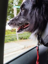 Close-up of dog looking away