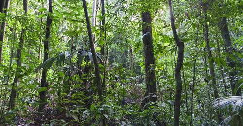 Low angle view of bamboo trees in forest