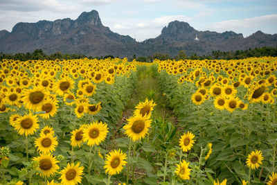 Scenic view of sunflower field against cloudy sky