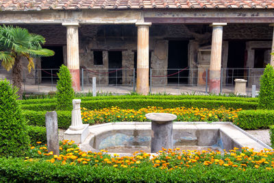 Yellow flowering plants in garden against building