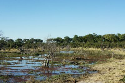 Scenic view of lake in forest against clear sky