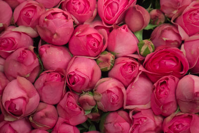 Full frame shot of pink roses