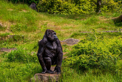 Monkey sitting on grassy field