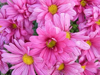 Close-up of pink flowers