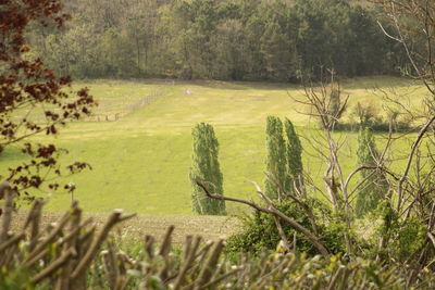 Scenic view of field against trees