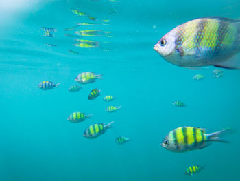 School of fish swimming in sea