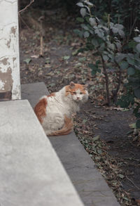 Wild cat sitting on the winter leaves in the park habitat