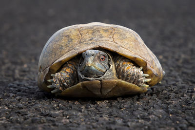 Close-up of turtle on ground
