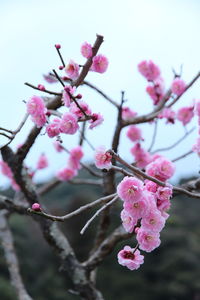 Close-up of pink cherry blossoms in spring