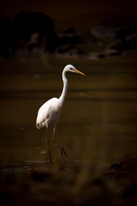 White heron wading in lake