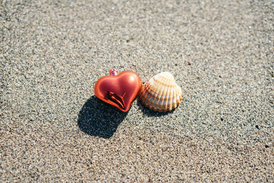 High angle view of shell on sand