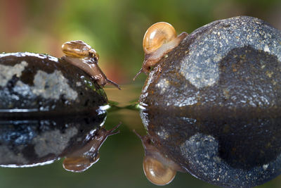 Close-up of snails