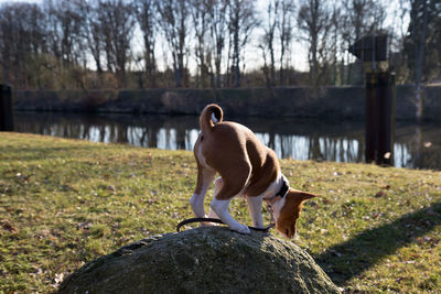 Dog standing on rock