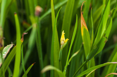 Close-up of green plants on grass