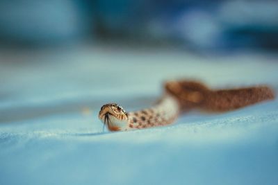 Close-up of snake with tongue out