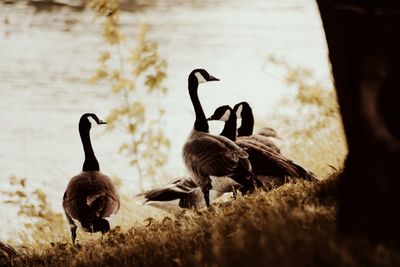 Ducks in lake