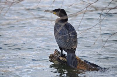 Bird perching on a lake