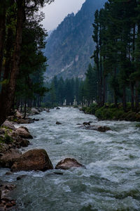 Scenic view of waterfall in forest