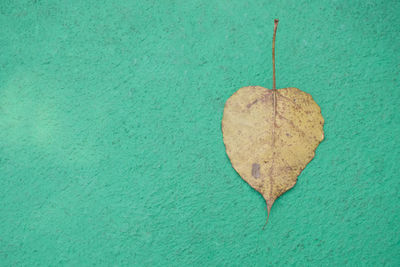 Directly above shot of dried leaf on green textured surface