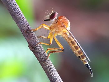 Close-up of insect