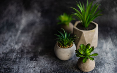 Close-up of potted plant