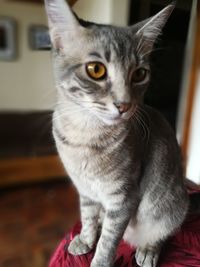 Close-up of cat sitting at home