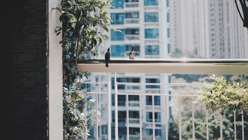 Trees and building seen through glass window