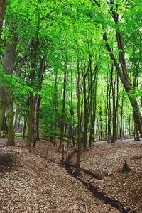 Trees in forest