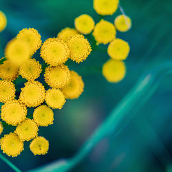 Close-up of yellow flowering plant