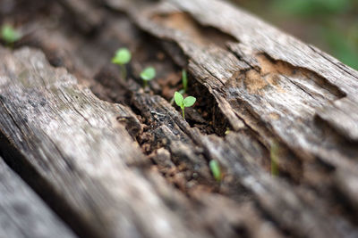 Close-up of tree trunk