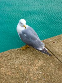 Seagull perching on shore