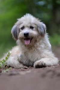 Portrait of dog sitting outdoors