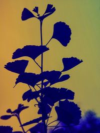Close-up of plant