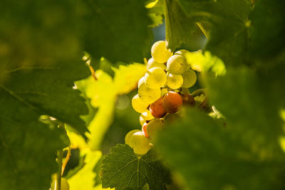 Close-up of fruits growing on tree