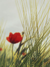 Close-up of red poppy flowers on field