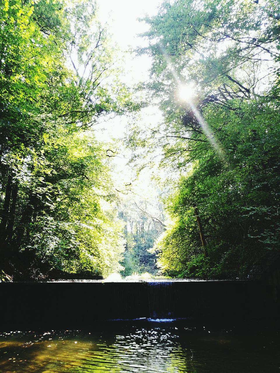 SUN SHINING THROUGH TREES