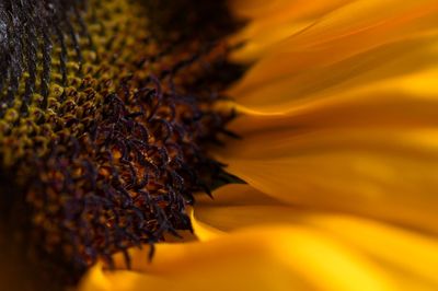 Close-up of sunflower