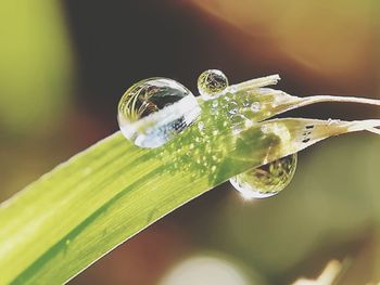 Close-up of water drops on leaf